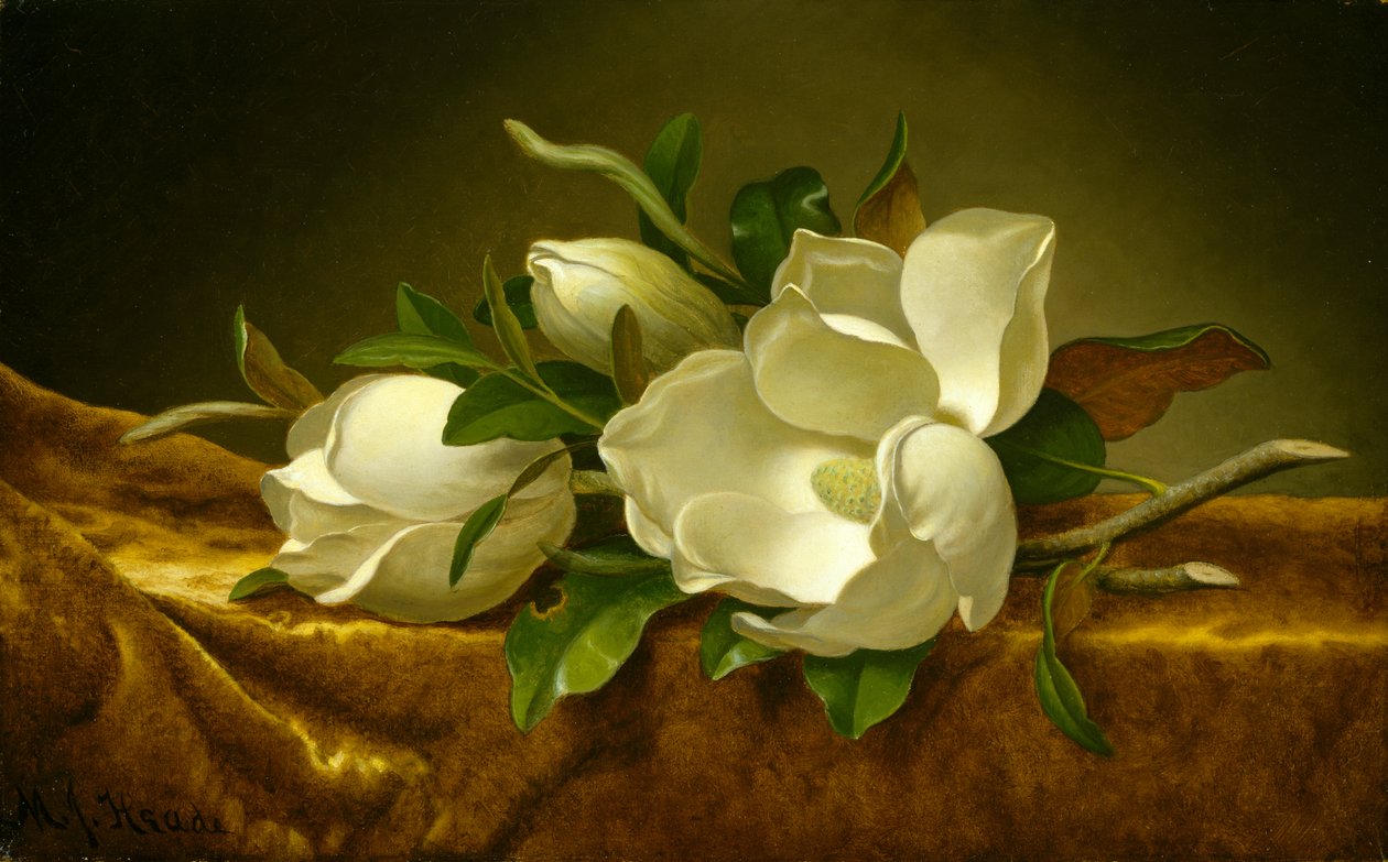 Magnolia på guldfløjlsdug, ca. 1888-90 (olie på lærred) af Martin Johnson Heade