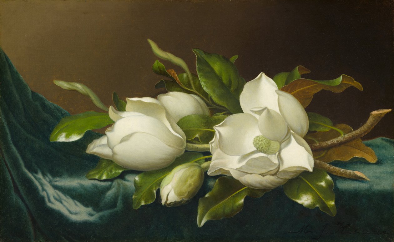 Magnolier på lyseblå fløjlsdug af Martin Johnson Heade