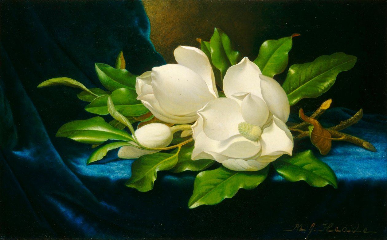 Magnolier på en blå fløjlsdug af Martin Johnson Heade