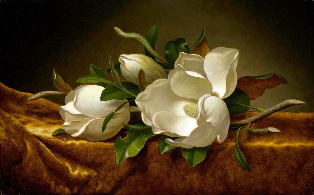 Magnolia på guldfløjlslærred af Martin Johnson Heade