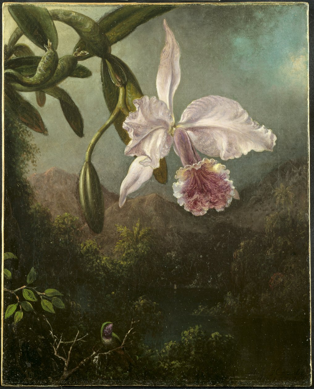 Orkidé blomstrer af Martin Johnson Heade