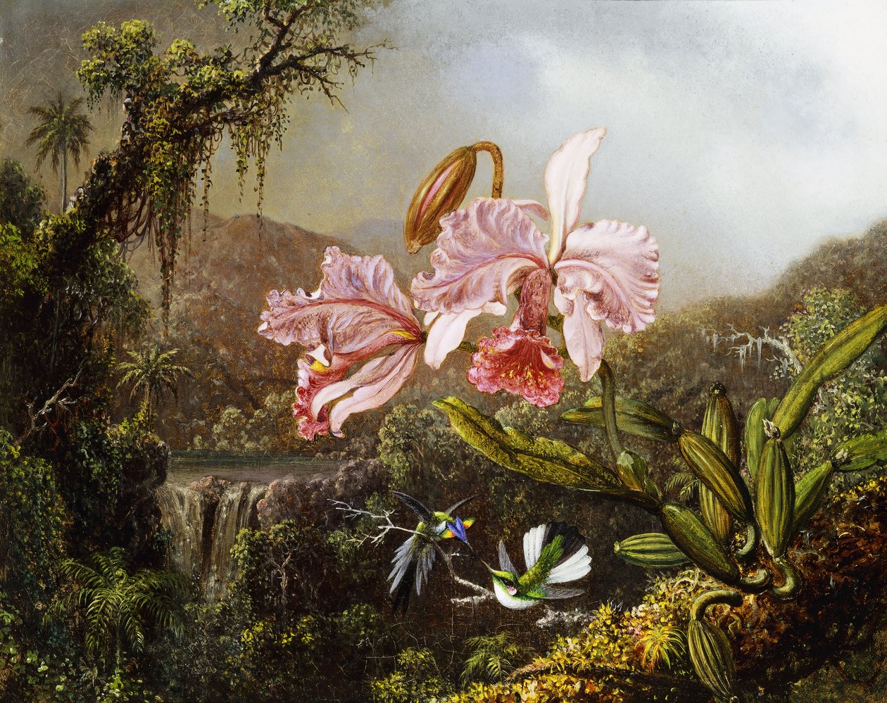 Orkideer og kolibrier i en brasiliansk jungle, ca. 1871-72 af Martin Johnson Heade