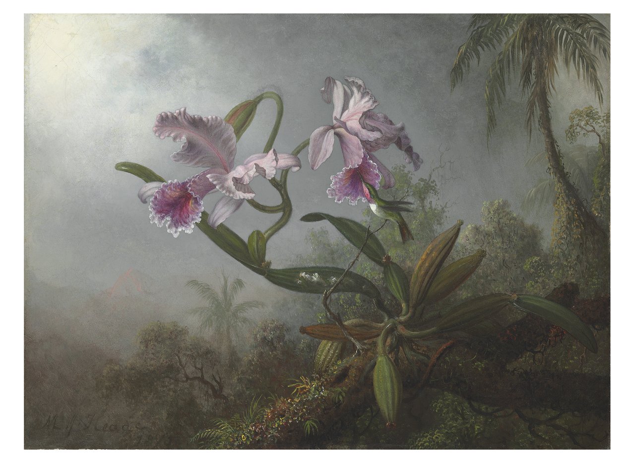 Lyserøde orkideer og kolibri på en kvist, 1875 af Martin Johnson Heade