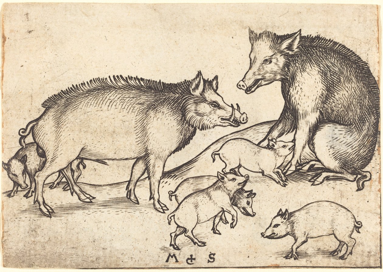 Familie af svin af Martin Schongauer