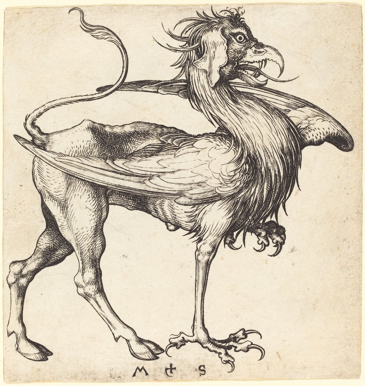 Griffinen af Martin Schongauer