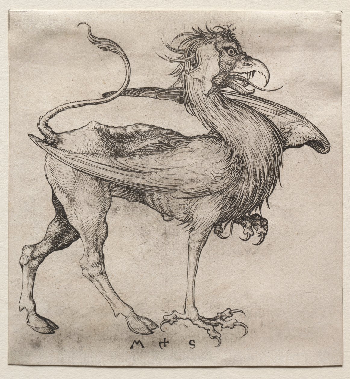 Griffinen af Martin Schongauer