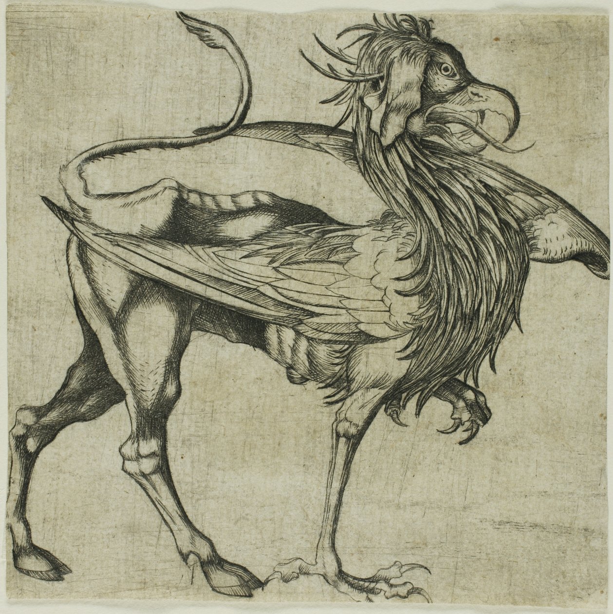 Griffen af Martin Schongauer