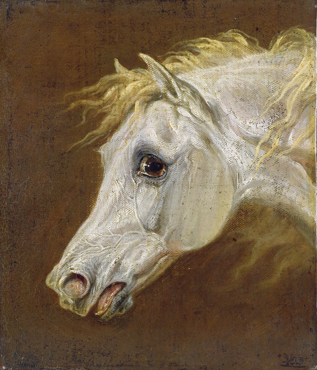 Hoved af en grå arabisk hest (olie på lærred på panel) af Martin Theodore Ward
