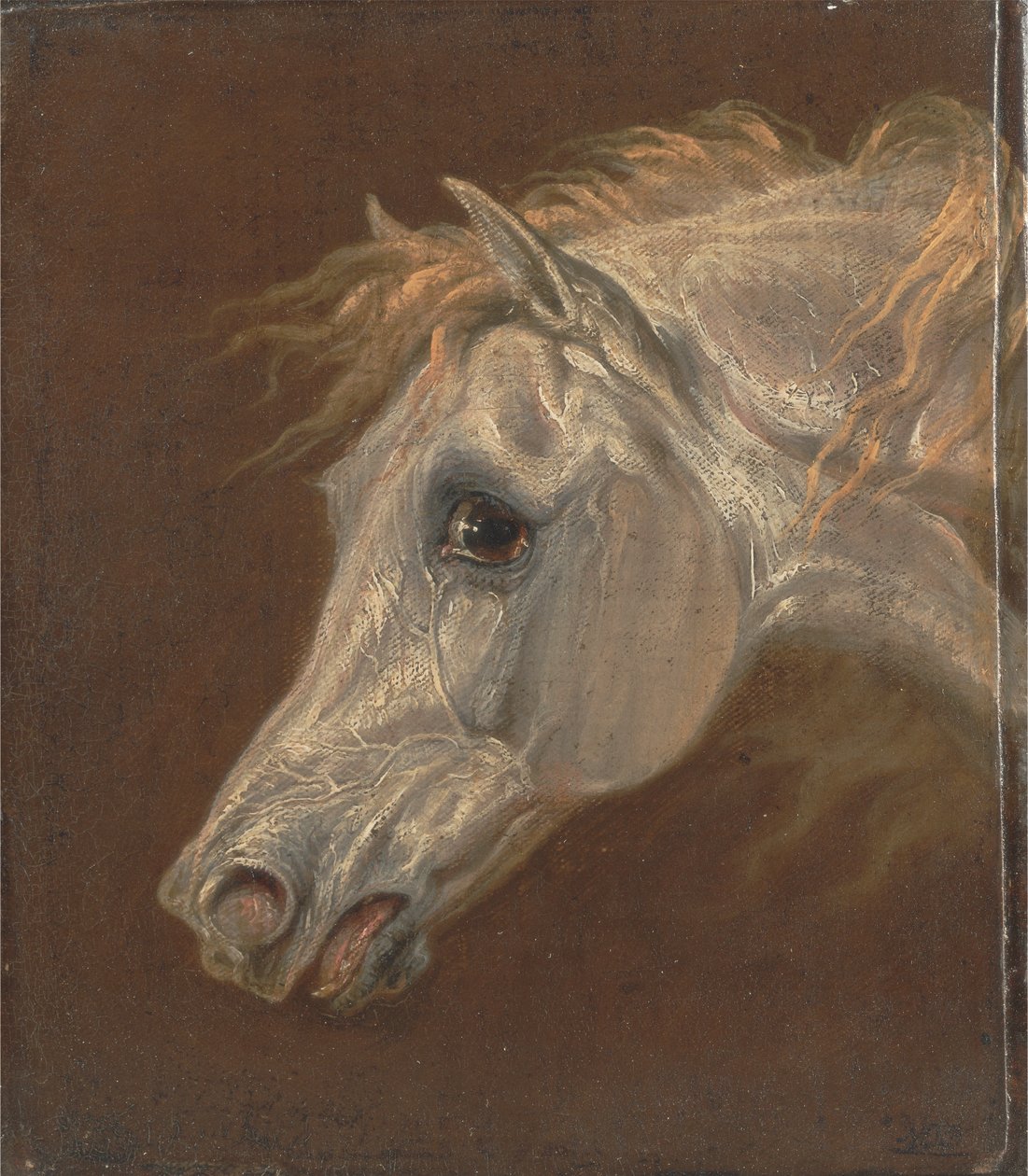 Hoved af en grå arabisk hest af Martin Theodore Ward