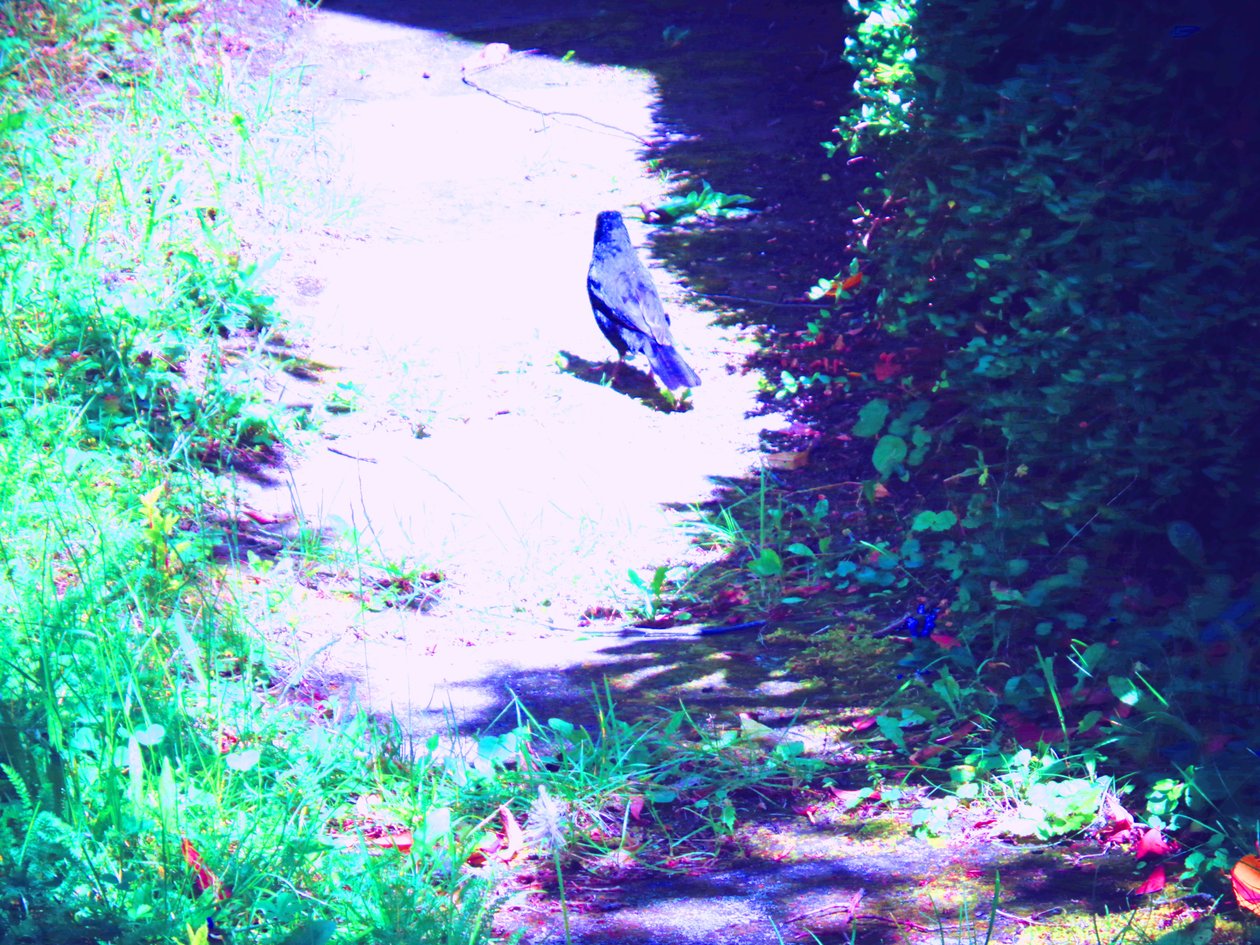 Blackbird gåtur i juli af Martina Konitzky