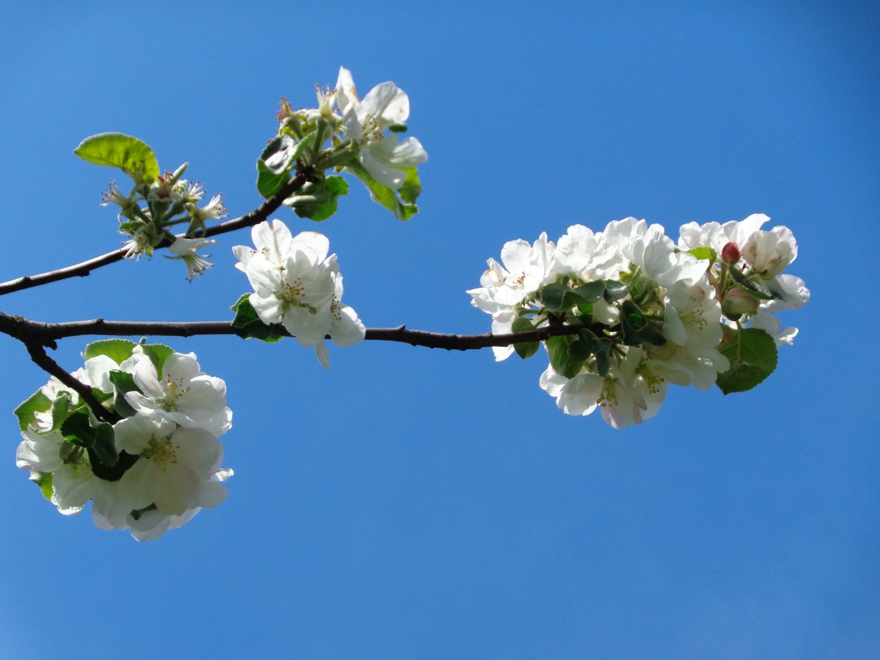 Æbleblomst af Martina Konitzky