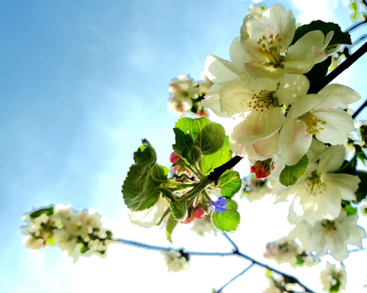 Baumblüten1 af Martina Konitzky
