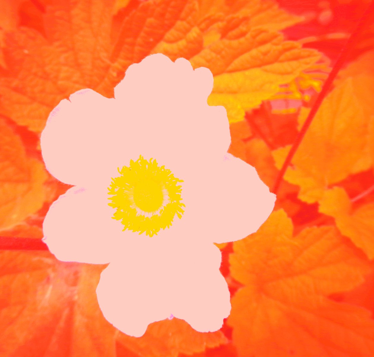 Blume (hyldest til Andy Warhol) af Martina Konitzky