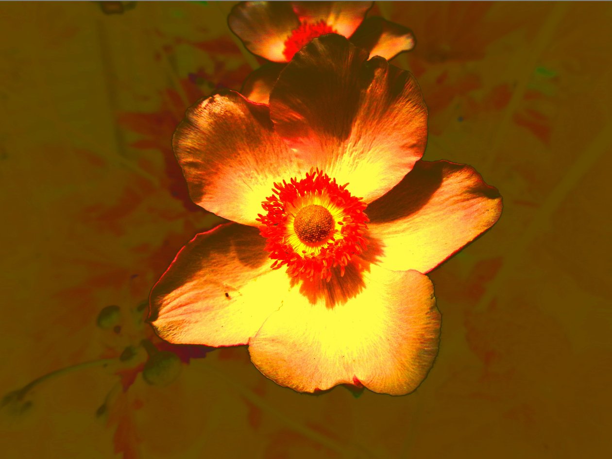 Blume af Martina Konitzky