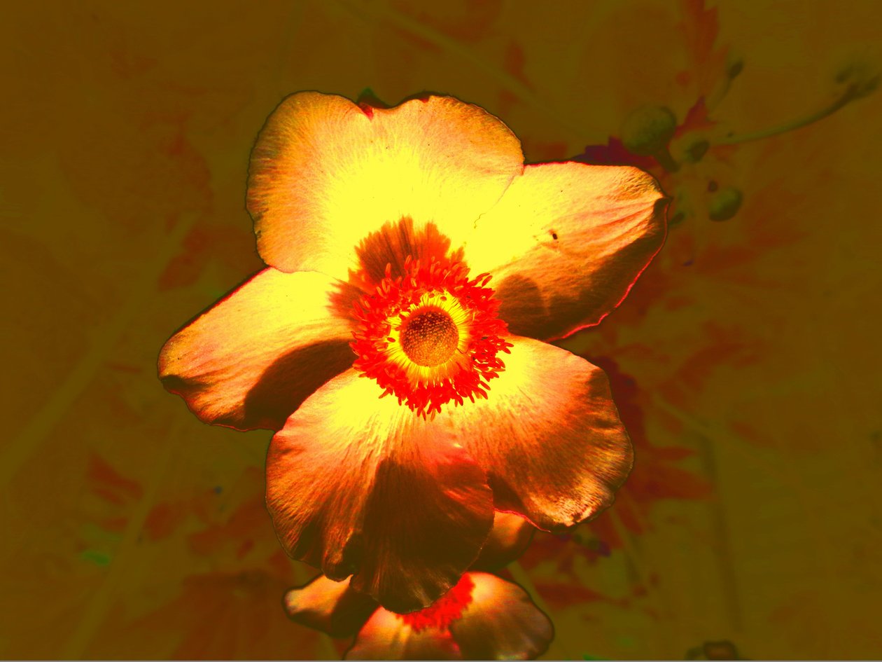Blume af Martina Konitzky