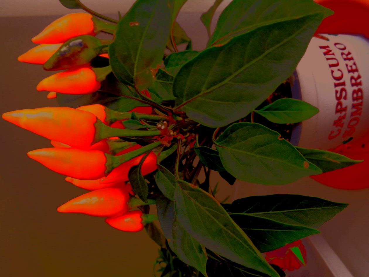 Capsicum af Martina Konitzky