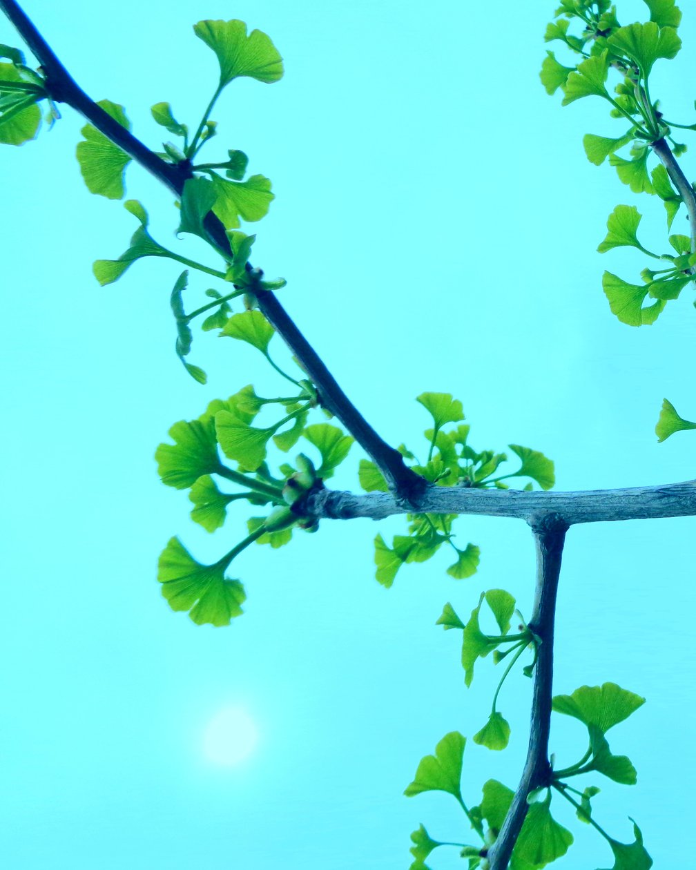 Ginkgo af Martina Konitzky