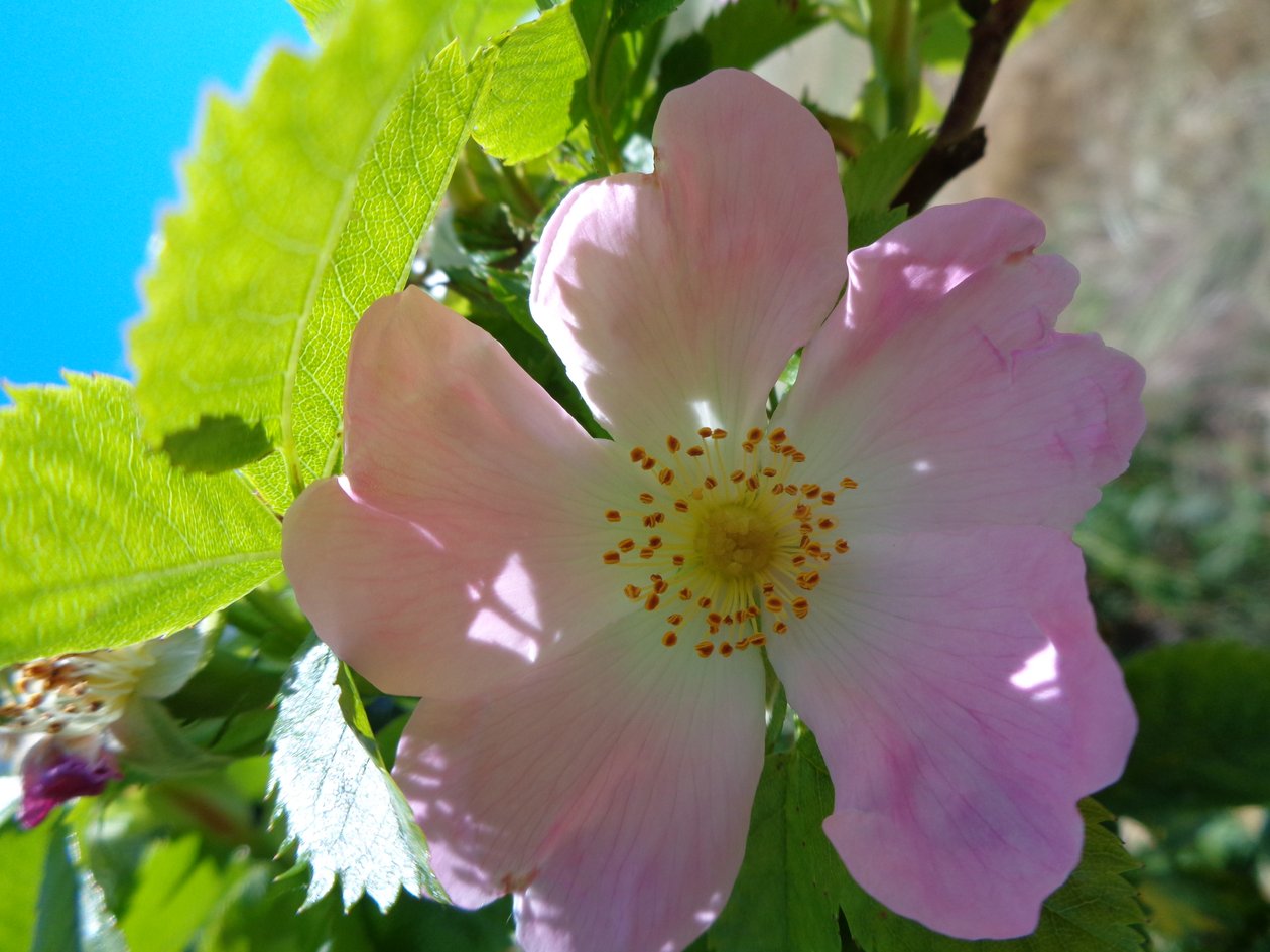 Heckenrose af Martina Konitzky