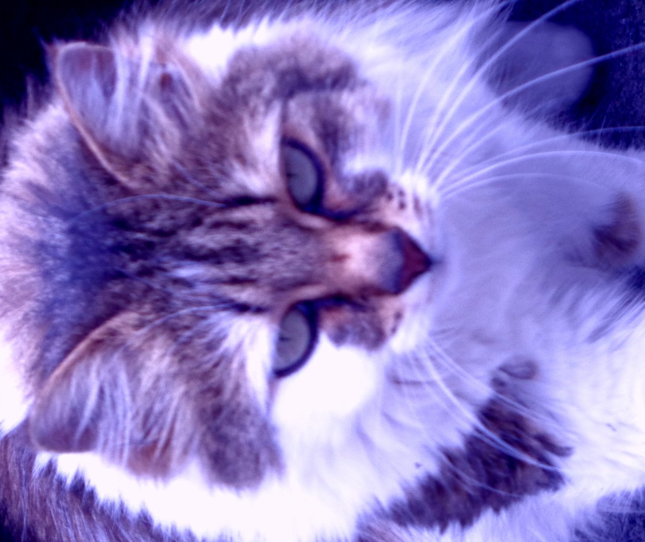 Kitty Lila af Martina Konitzky