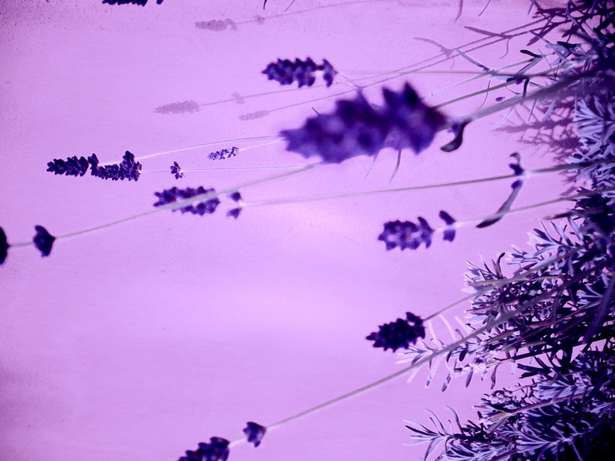 Lavendel af Martina Konitzky