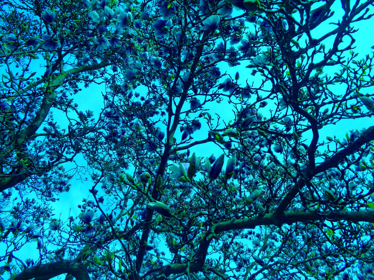 Magnolia blå af Martina Konitzky