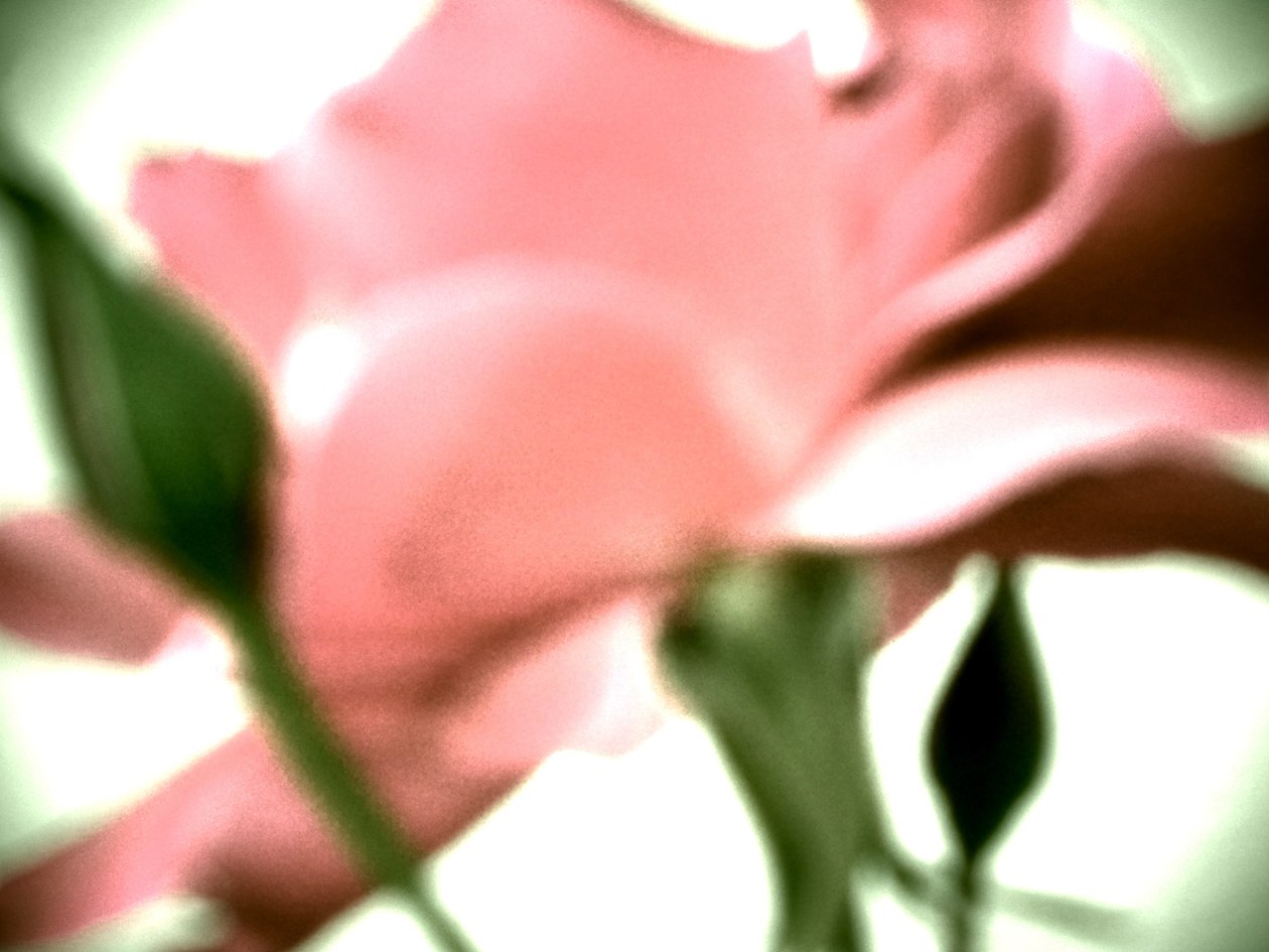 Rose Pastell af Martina Konitzky