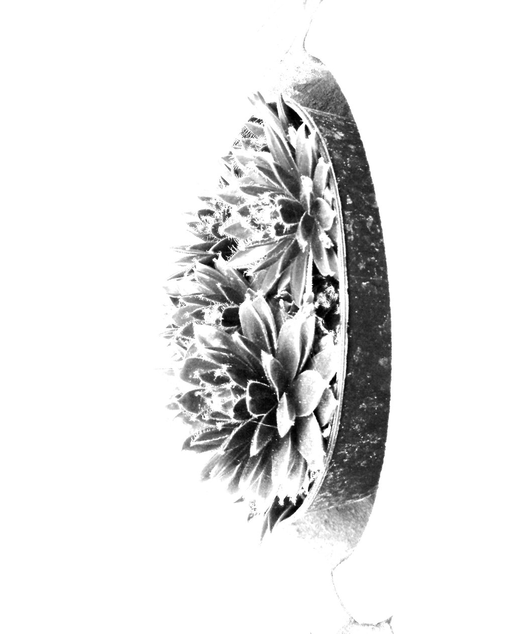 Planter af Martina Konitzky