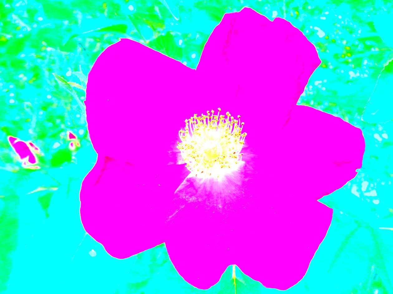 Pop Art Hyldest Andy Warhol af Martina Konitzky