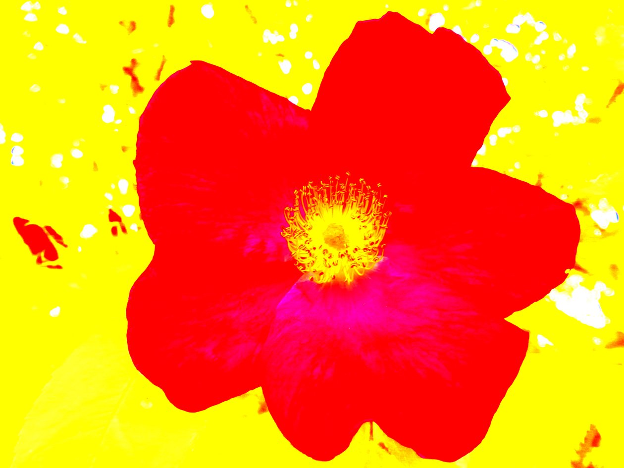 Pop Art Hyldest Andy Warhol af Martina Konitzky