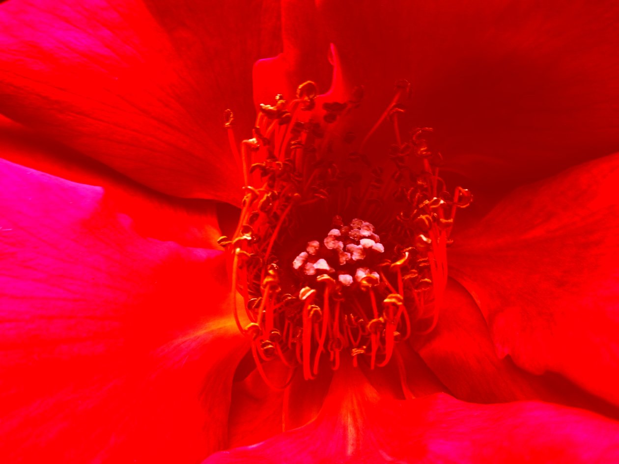 Rose af Martina Konitzky