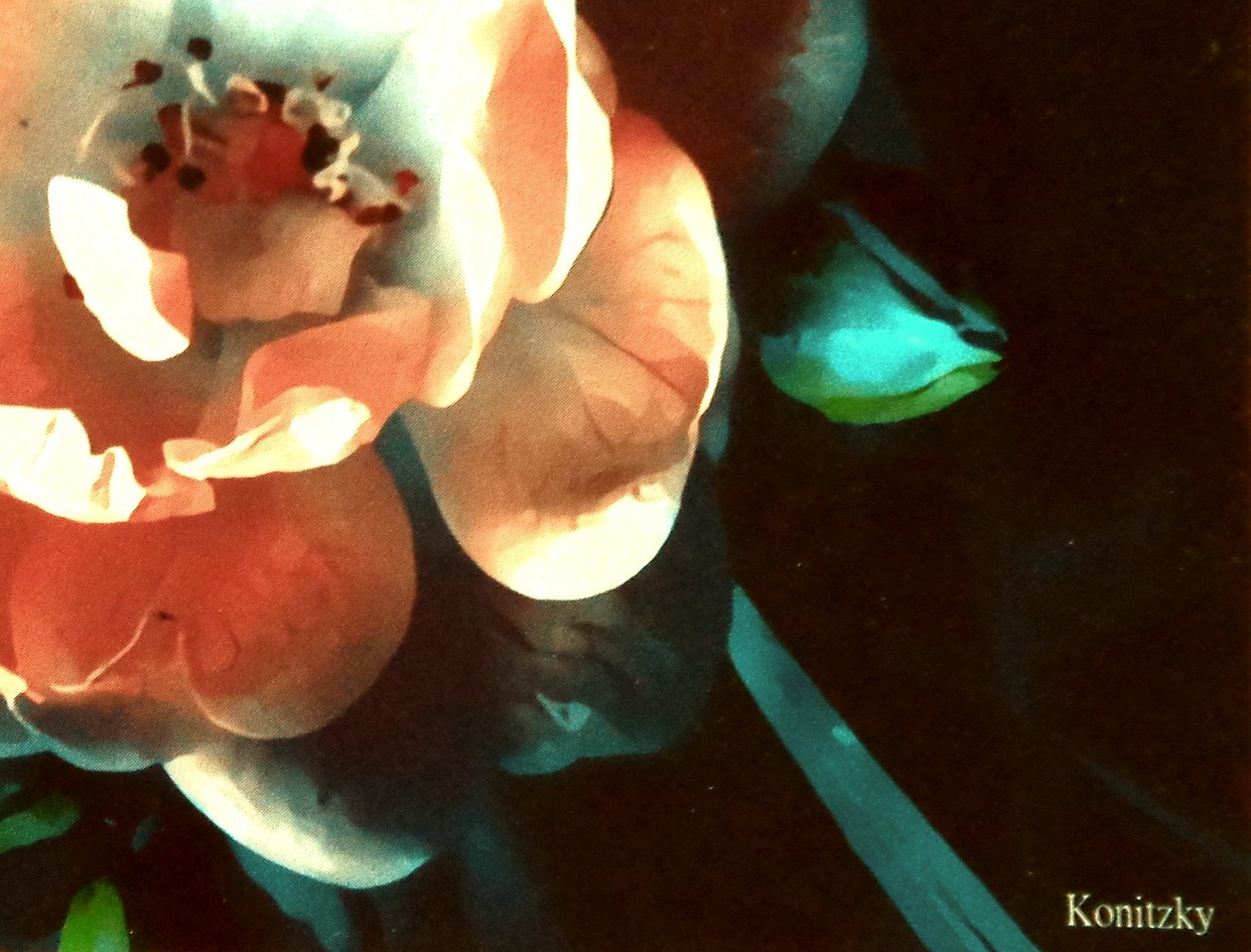 Rose af Martina Konitzky