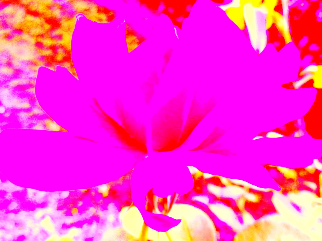 Rose Digitale Kunst af Martina Konitzky
