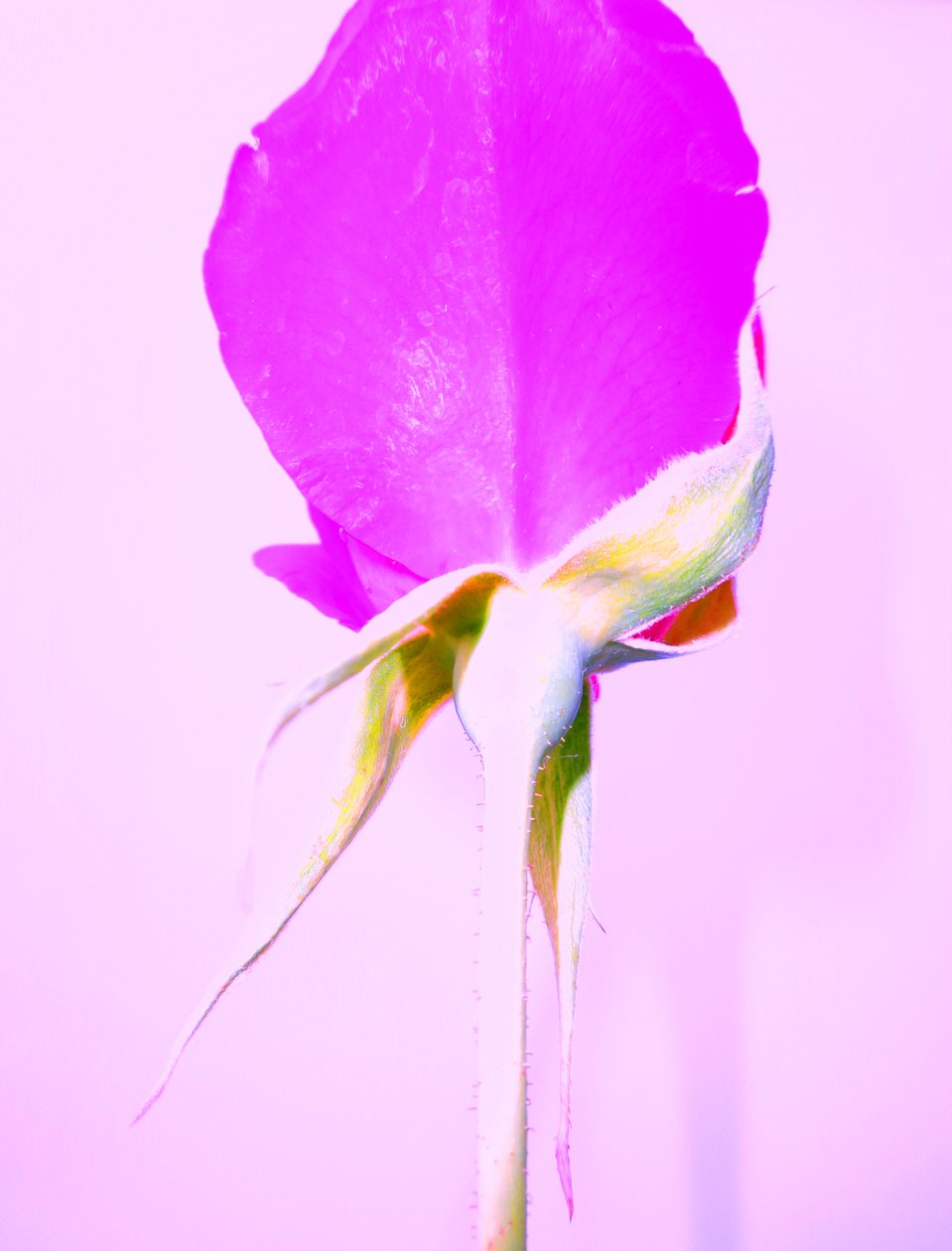 Rose Lila af Martina Konitzky