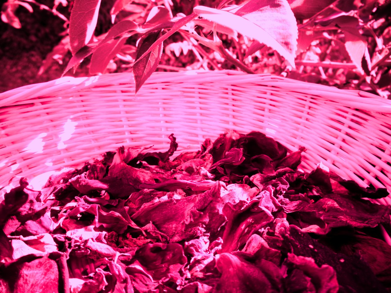 Rosenblade potpourri af Martina Konitzky