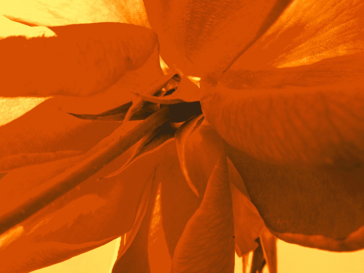 Rosenblüte af Martina Konitzky