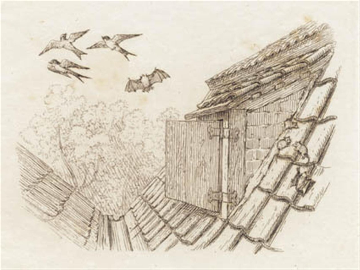 Illustration til "Halvhundrede Fabler for Børn" af Hey af Martinus Rørbye