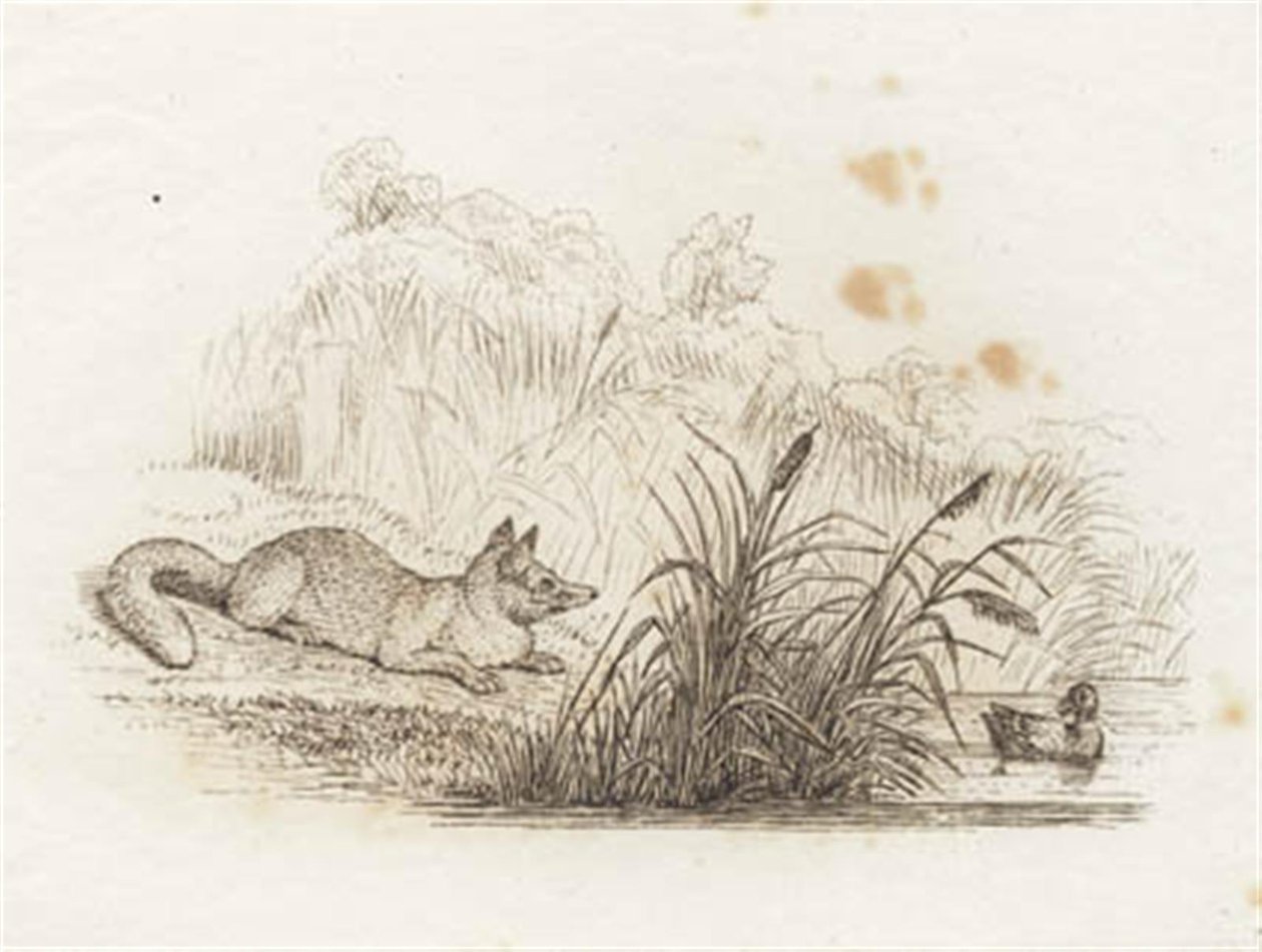Illustration til "Halvhundrede Fabler for Børn" af Hey af Martinus Rørbye