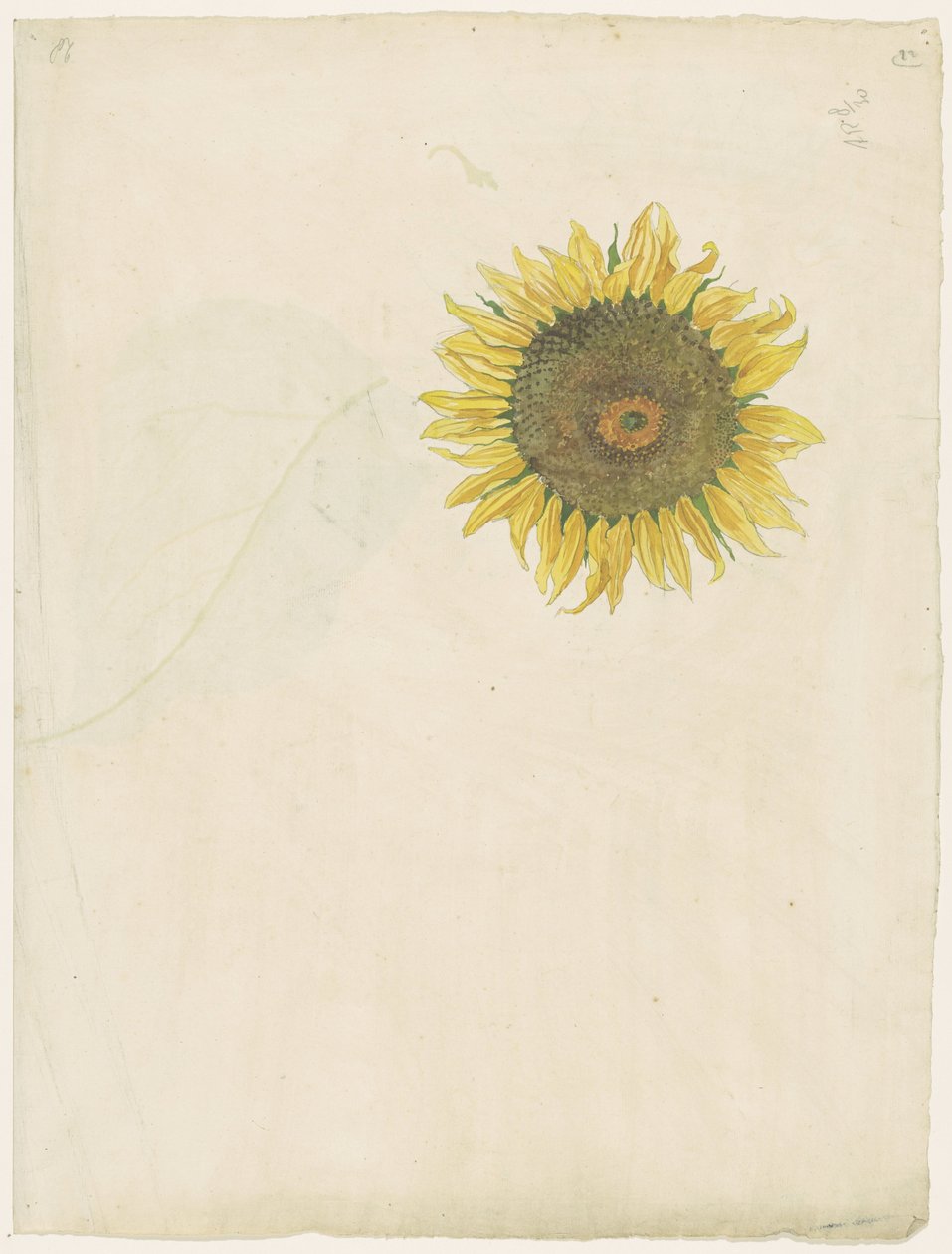 Solsikke af Martinus van Andringa