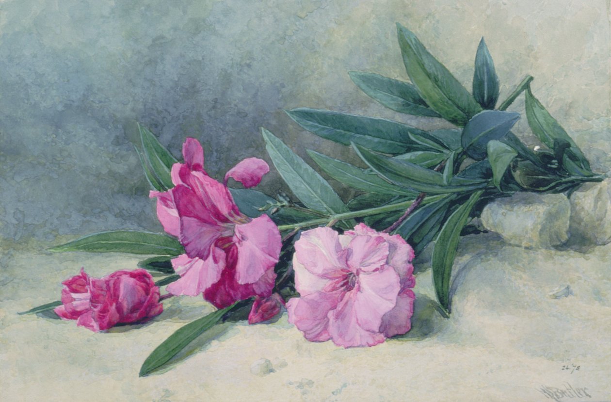 Oleander blomst (akvarel) af Mary E. Butler