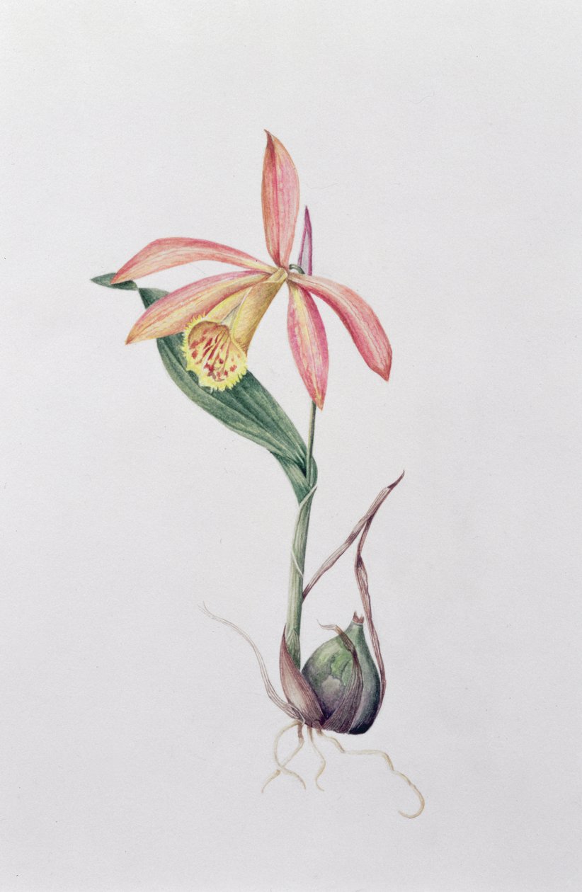 Pleione Zeus Wildstein (wc på papir) af Mary Kenyon Slaney