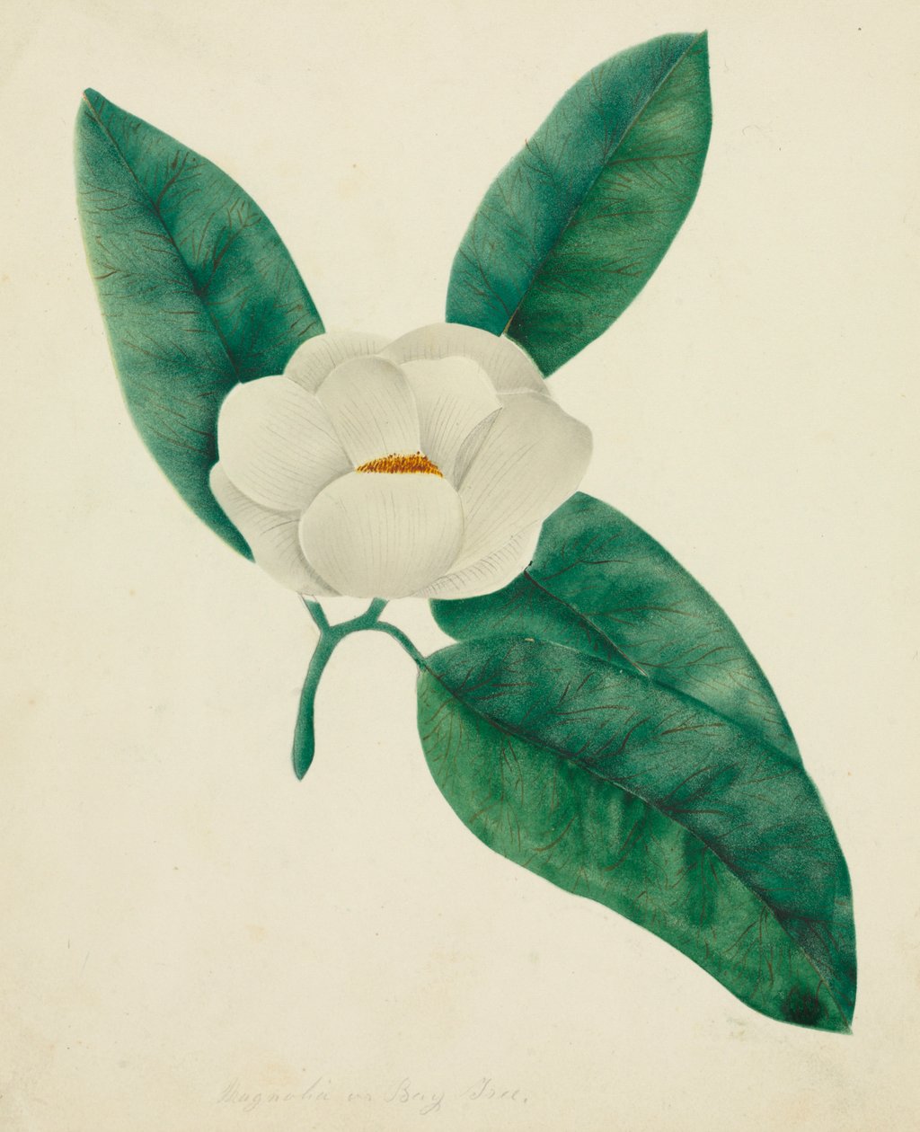 Magnolia. af Mary Altha Nims