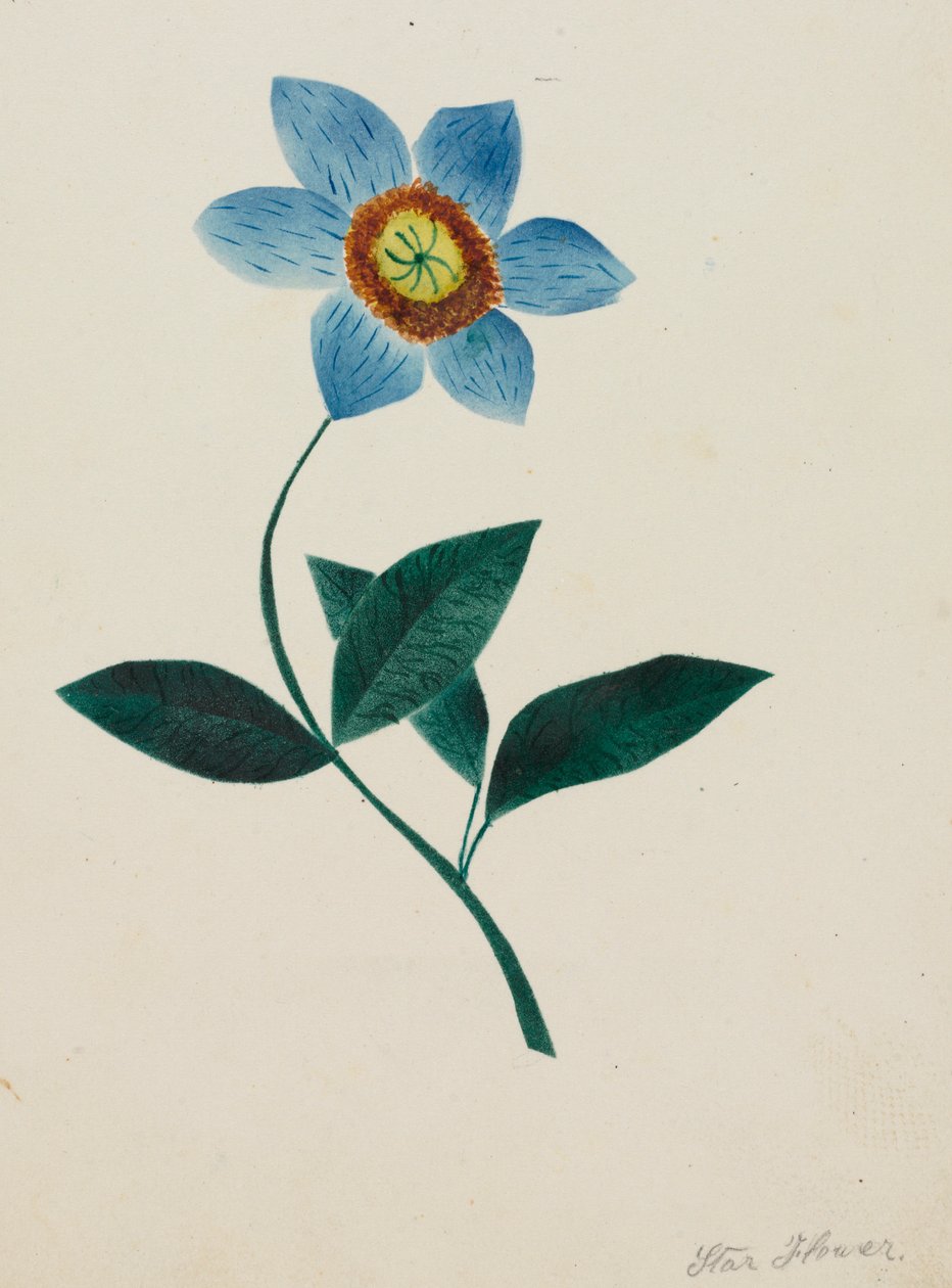 Stjerneblomst. af Mary Altha Nims