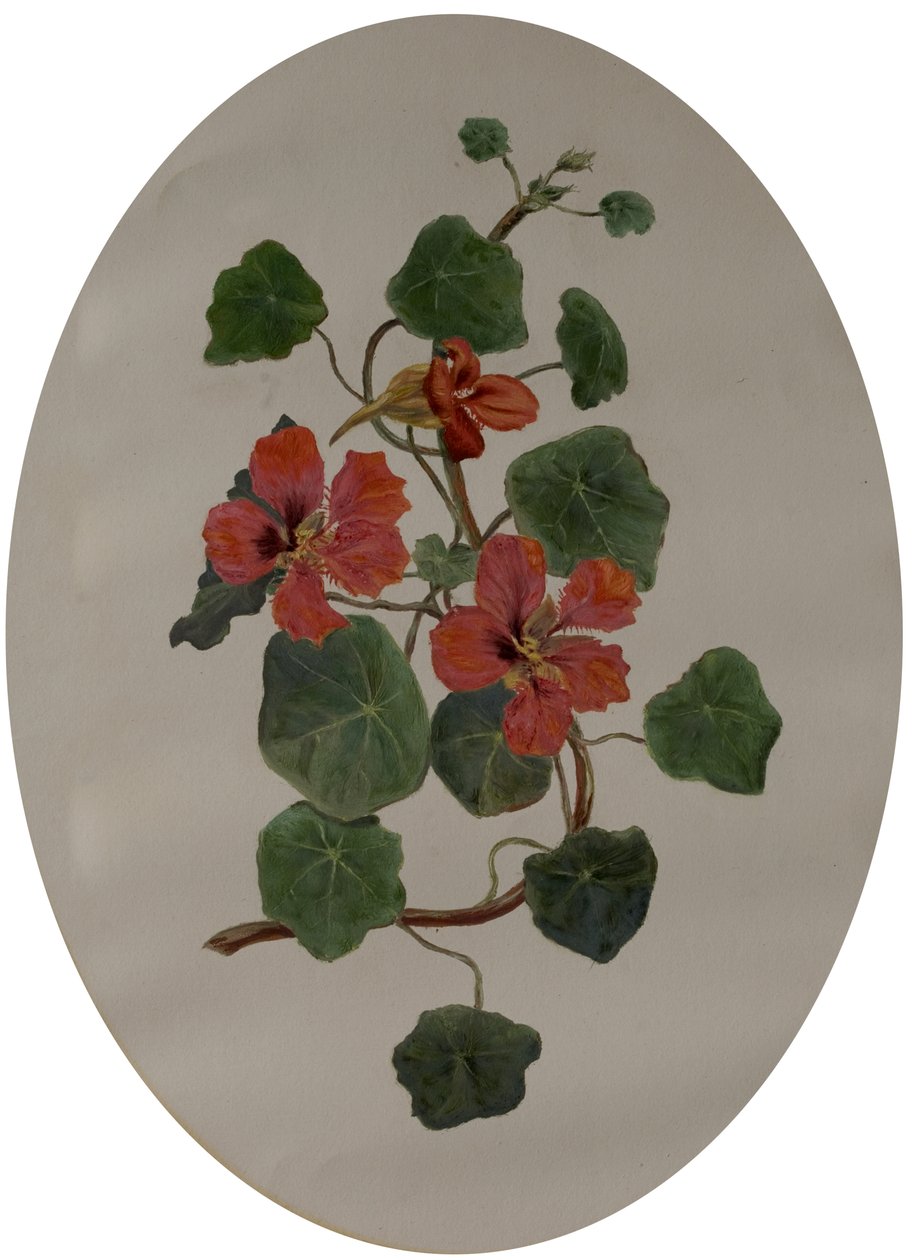 Nasturtiums, ca. 1870 (olie på papir) af Mary Dakeyne Townroe