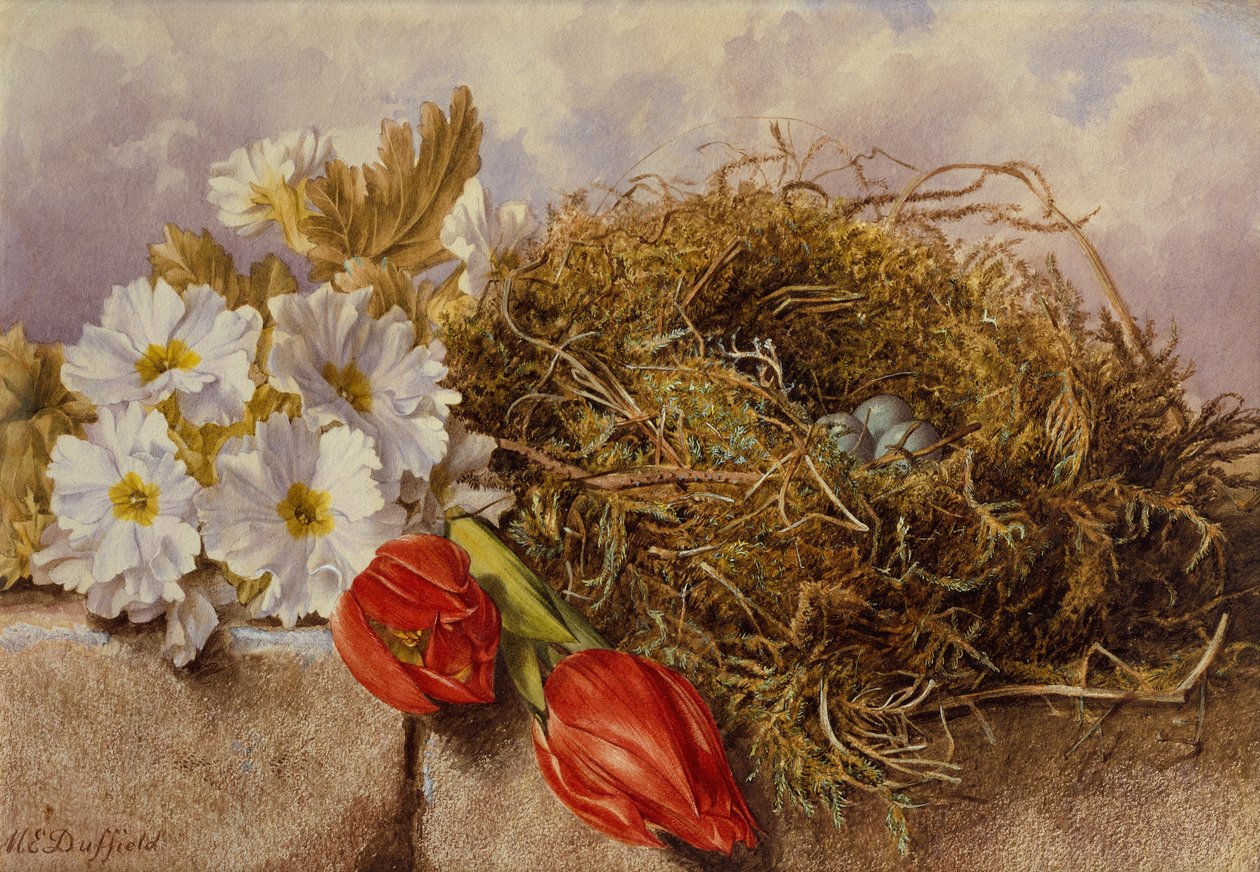 Et stilleben med blomstrende tulipaner og en fuglerede på en afsats (blyant og akvarel) af Mary Elizabeth Duffield