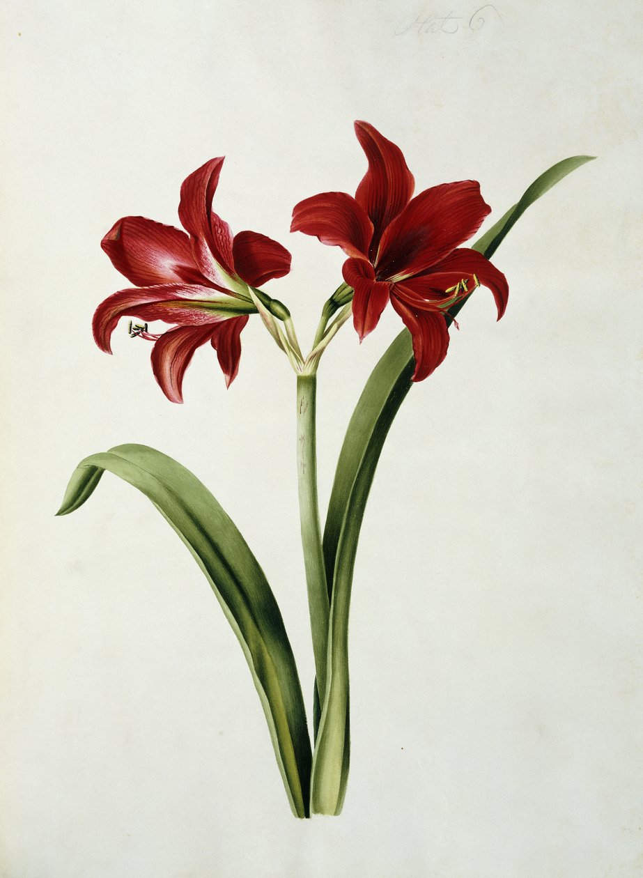 Rød Amaryllis af Mary Elizabeth Rosenberg
