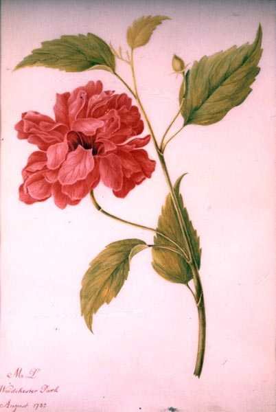 Pæon stil blomst af Mary Granville (attr.) Delany