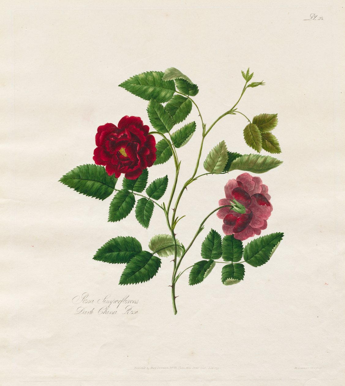 En samling af roser fra naturen: Dark China Rose af Mary Lawrence