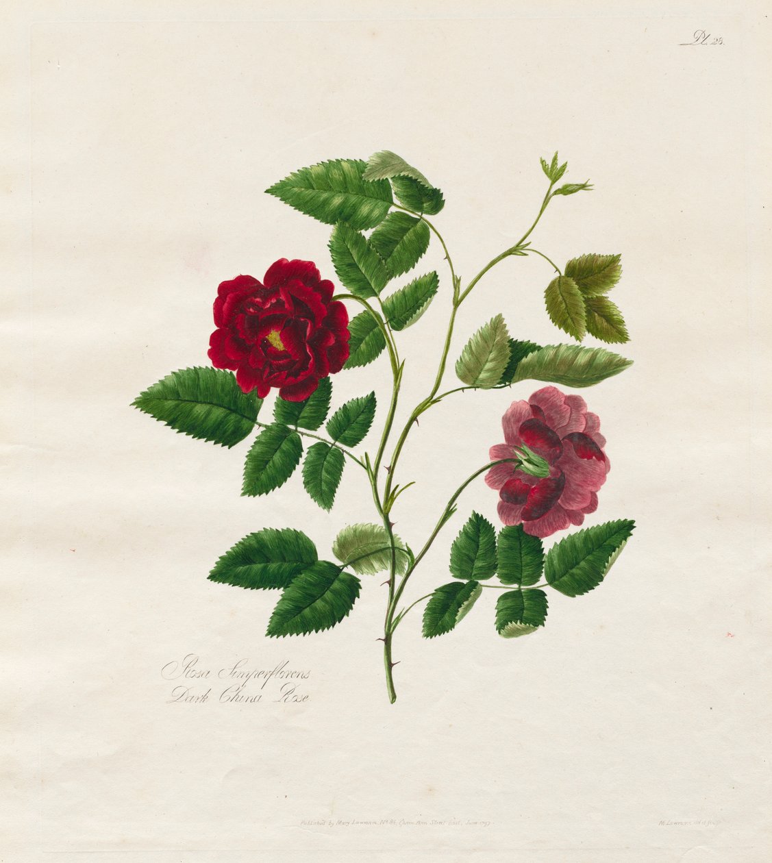 En samling af roser fra naturen: Dark China Rose, 1799. af Mary Lawrence