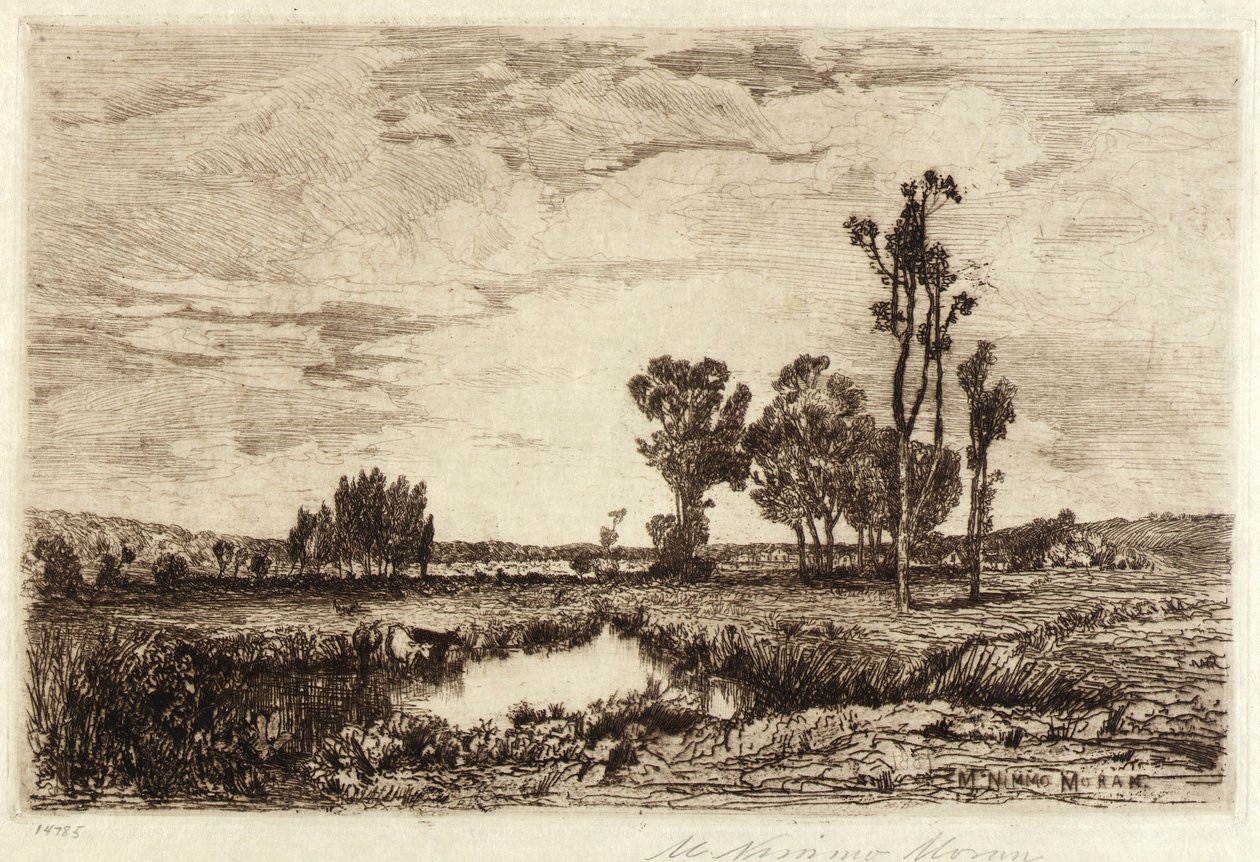 Kvæg i en dam af Mary Nimmo Moran