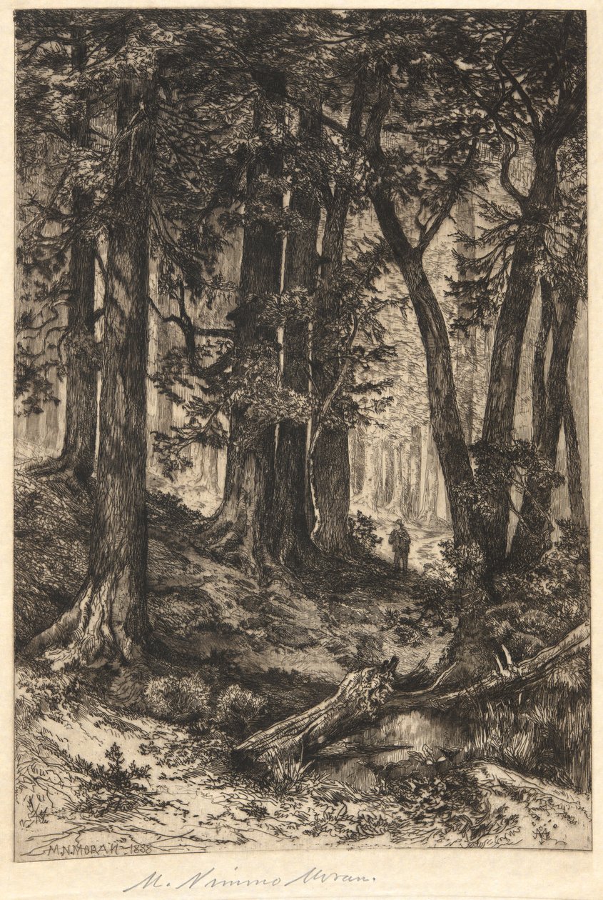 Uden titel (Skovscene) af Mary Nimmo Moran